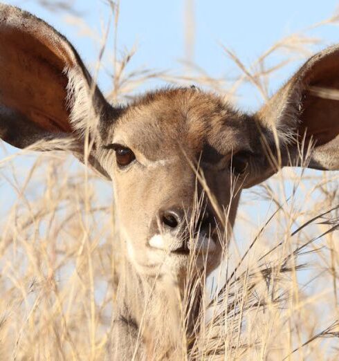 Ears - Deer Behind Grass