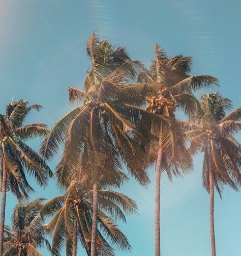 Summer - Palm Trees