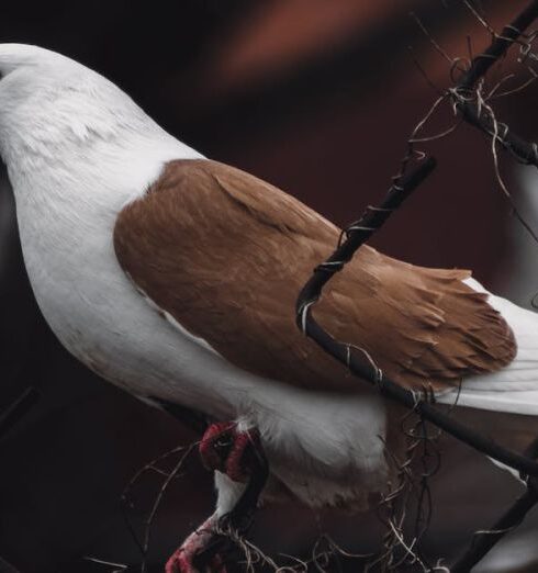 Scams - Pigeon Perching on Fence