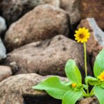 Life - Two Yellow Flowers Surrounded by Rocks