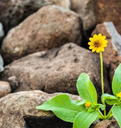 Life - Two Yellow Flowers Surrounded by Rocks