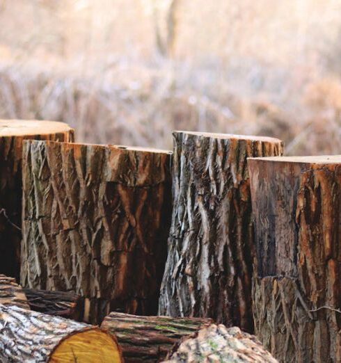 Log - Depth of Field Photography of Brown Tree Logs