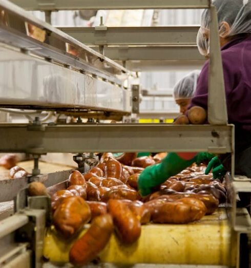 Processing - Woman Cleaning Sweet Potatoes