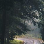 Ways - Photography of Asphalt Road Near Trees