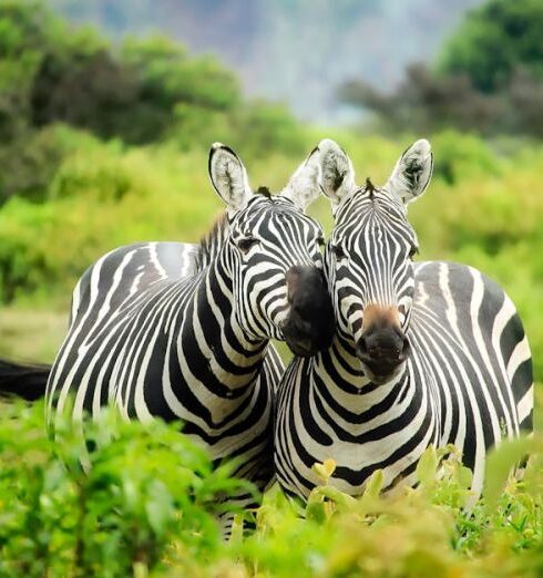 Conservation - Zebras on Zebra