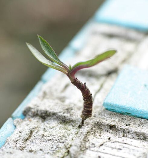 Ideas - Green Leafed Plant on Sand