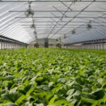 Greenhouse - Field of Plants in Greenhouse