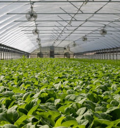 Greenhouse - Field of Plants in Greenhouse