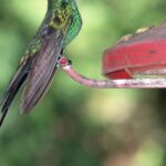 Feeder - Black Yellow and Green Small Sized Bird on Red Steel Ornament