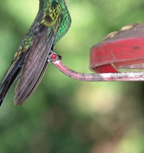 Feeder - Black Yellow and Green Small Sized Bird on Red Steel Ornament