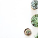 Decor - Green Succulent Plants On Pots