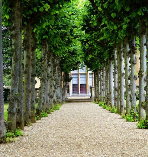 Garden - Pathway Between Trees Towards House