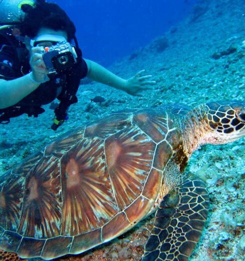 Scuba Diving - Person Takes Photo Of Tortoise