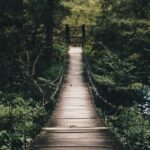 Forest - Black Hanging Bridge Surrounded by Green Forest Trees