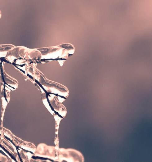 Cold Weather - Selective Focus of Frozen Tree Twigs