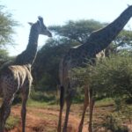 Wildlife Safaris - Two Giraffes Standing Near Trees