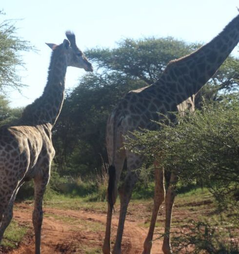 Wildlife Safaris - Two Giraffes Standing Near Trees