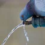 Drink Water - Pigeon Drinking Water