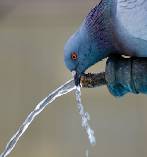 Drink Water - Pigeon Drinking Water