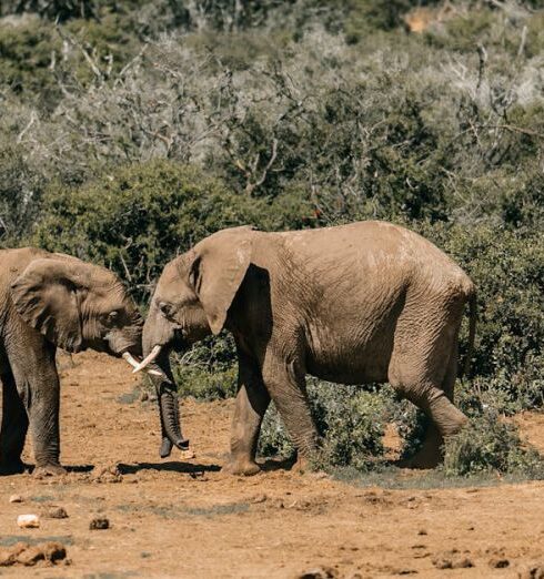 Safari Lodges - Elephants Standing on Brown Soil Near Bushes