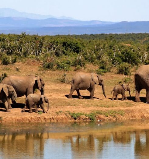 Safari - 7 Elephants Walking Beside Body of Water during Daytime