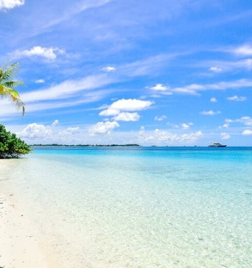 Beaches - Landscape Photography of Trees on Shoreline