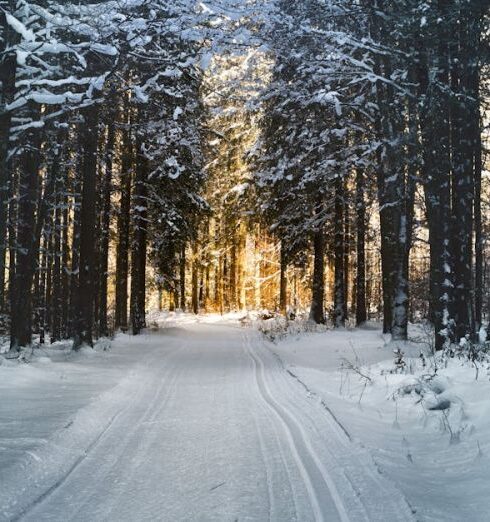 Winter - Landscape Photography of Snow Pathway Between Trees during Winter