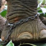 Zoos - Brown Elephant With Chain