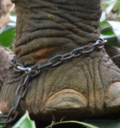 Zoos - Brown Elephant With Chain