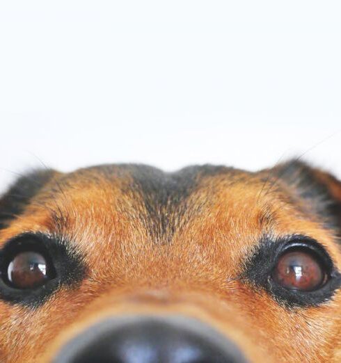 Pets - Closeup Photo of Brown and Black Dog Face