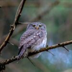 Diners - Brown Owl Perched on Tree Branch