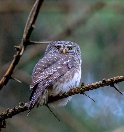 Diners - Brown Owl Perched on Tree Branch