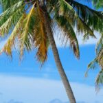 Beaches - Coconut Tree Near Body of Water Under Blue Sky