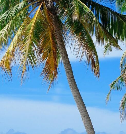 Beaches - Coconut Tree Near Body of Water Under Blue Sky