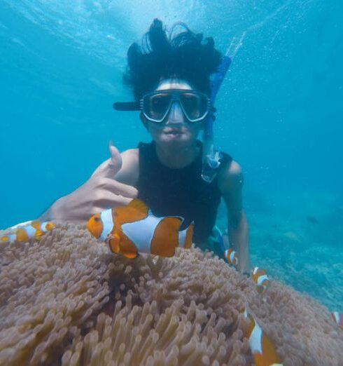 Snorkeling - Photo of Person Swimming Near School of Clown Fish