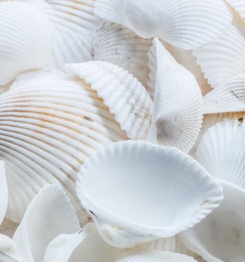 Shells - Close-up Photography of White Shells