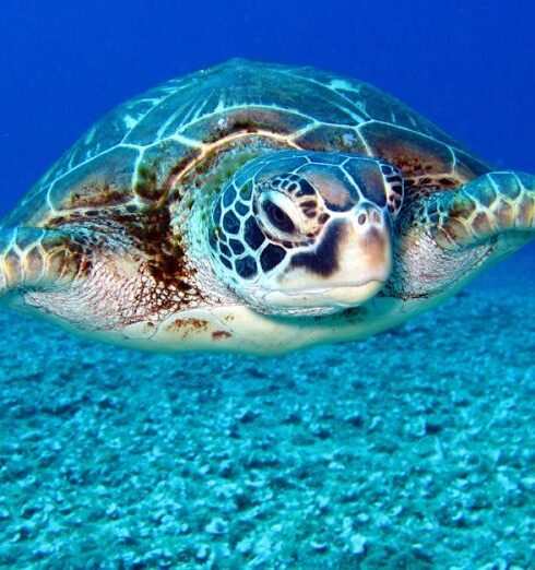 Sea Turtles - Black and White Turtle