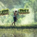 Asia - Man Carrying Yoke With Rice Grains