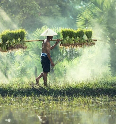 Asia - Man Carrying Yoke With Rice Grains