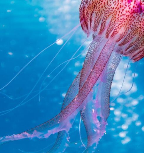 Jellyfish - Shallow Focus Photo of Pink and Brown Jellyfish