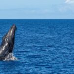 Whale Watching -