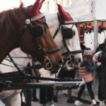 Christmas Markets - Horse in winter