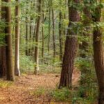 Forest Bathing - Tranquil Forest Path in Lush Greenery