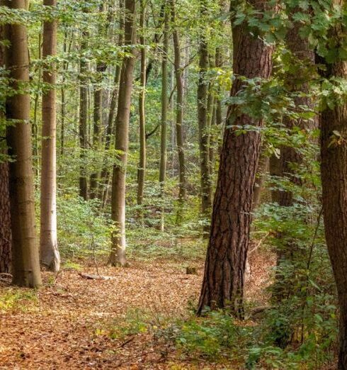 Forest Bathing - Tranquil Forest Path in Lush Greenery