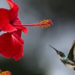 Nature - Brown Hummingbird Selective Focus Photography