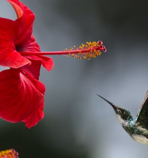 Nature - Brown Hummingbird Selective Focus Photography