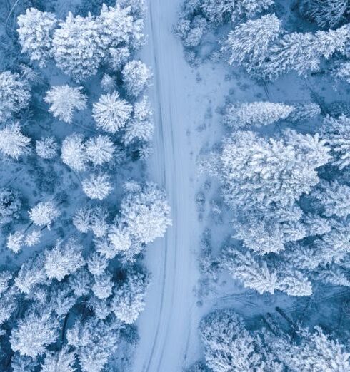 Winter - Aerial Photography of Snow Covered Trees