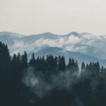 Mountains - Aerial Photography of Pine Trees on the Mountain