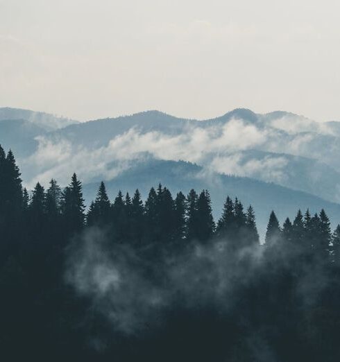 Mountains - Aerial Photography of Pine Trees on the Mountain