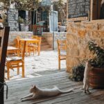 Pet-Friendly - Charming Outdoor Cafe with Cats in Datça